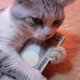 Illustration for article titled Japanese Cats that Look Like Yakuza Are Frighteningly Cute